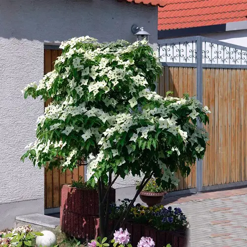 Different Types of Dogwood Tree Varieties in yard