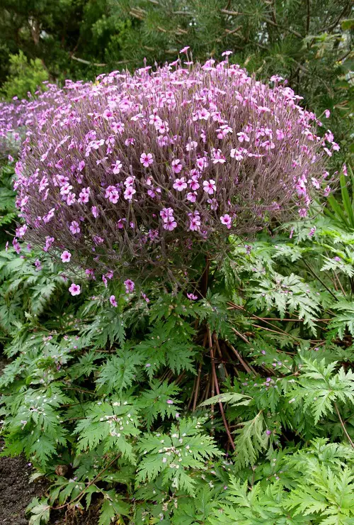 best Perennial Flowers that Bloom All Summer 