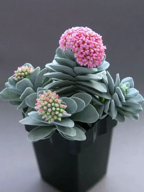 Pink-Flowered Succulents