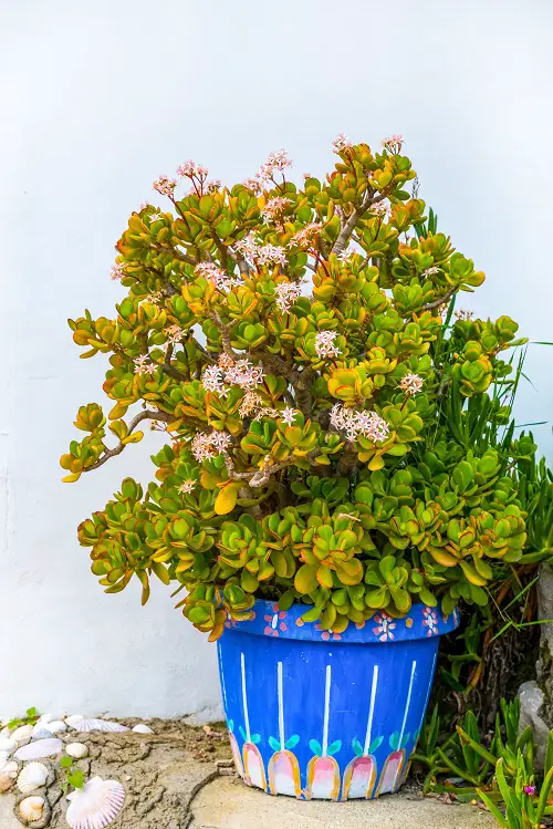 Pink Flowers Among Succulents