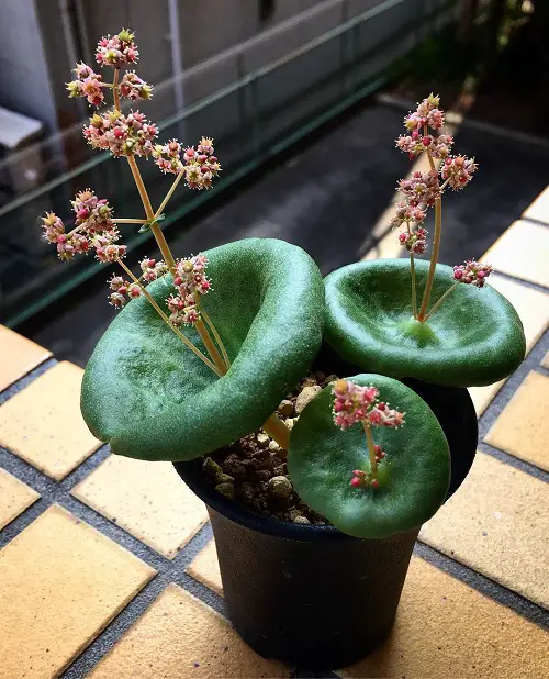 plant looking like mushroom 