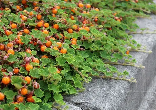 Best Grass Alternative Plants near rock