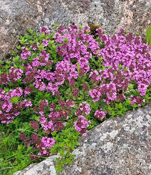 Blooms that Reappear Every Year 3