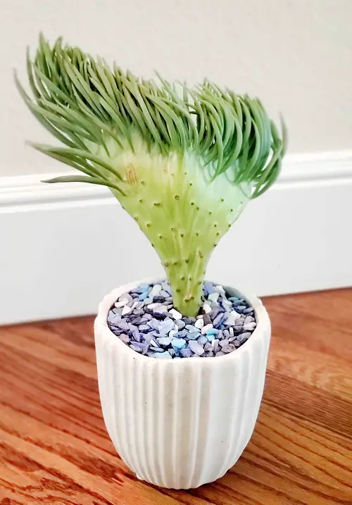 Mermaid Tail Succulent