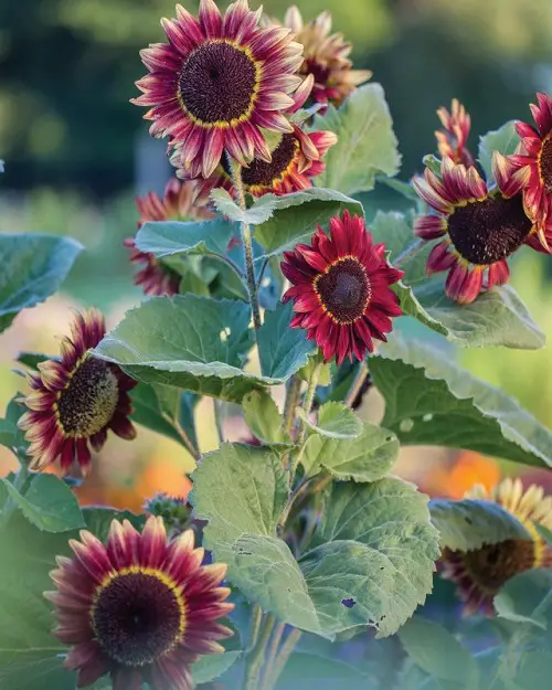 Best Red Colors - Sunflower for garden