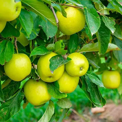 Different Types of Green Apple Varieties