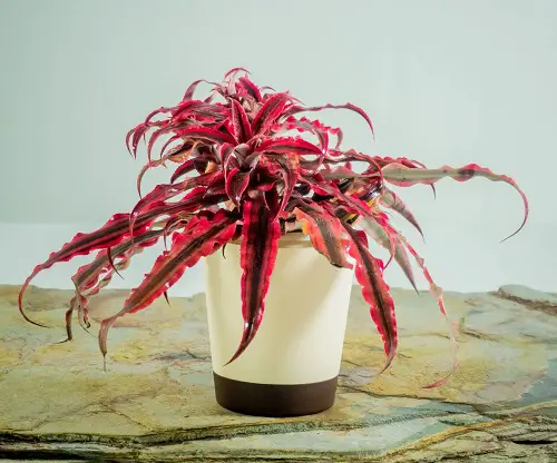 red star plant with red vein foliage.