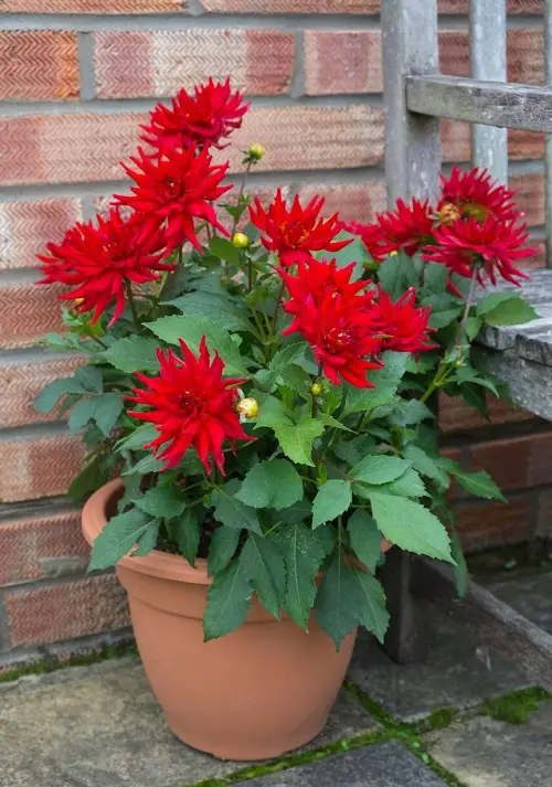 Perennial Flowers that Bloom All Summer 