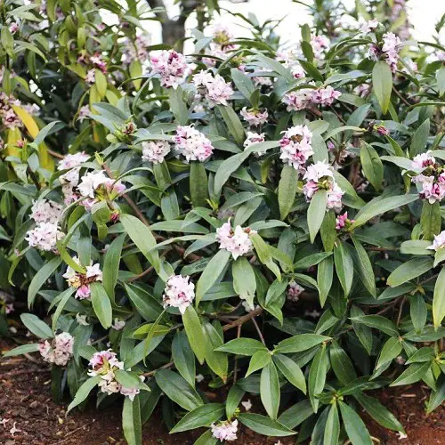 Shrubs That Require Little Maintenance
