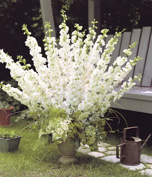 Greek Blossoms for the Yard