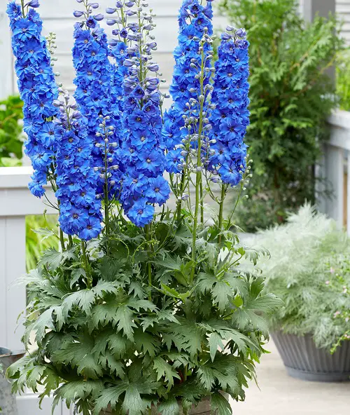 Exquisite Flowers for a First Date 