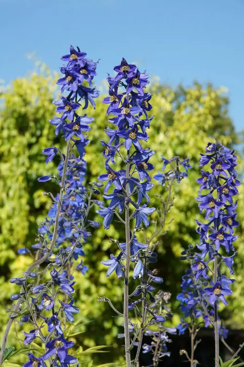 best Blue Flower Names with Pictures