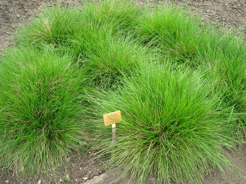 Most Greatest Shade-Growing Decorative Grasses