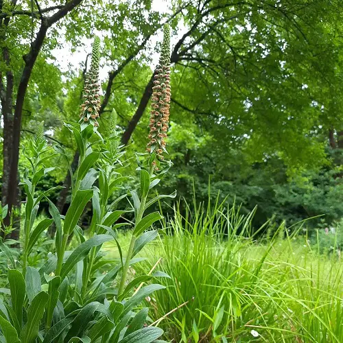 Growable Plants Beneath Large Trees3