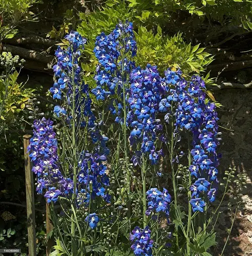 Blue Flower Names with Pictures