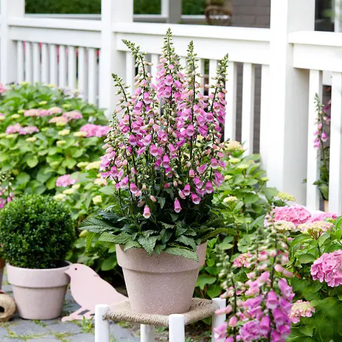 Flowers that Come Back Every Year 2