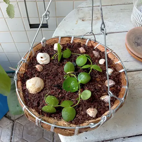 Dischidia Imbricata propogation