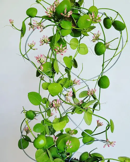 Requirements for Growing Dischidia Major