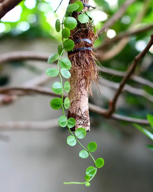 Dischidia Major propogation