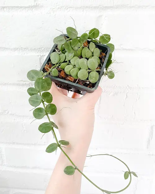 Dischidia Major Care