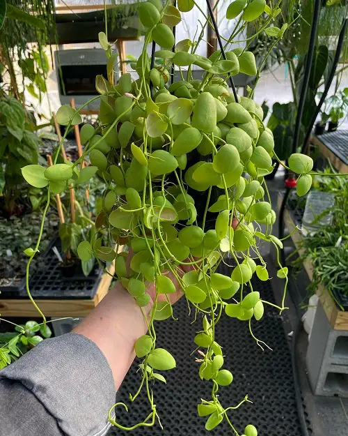 Dischidia Platyphylla