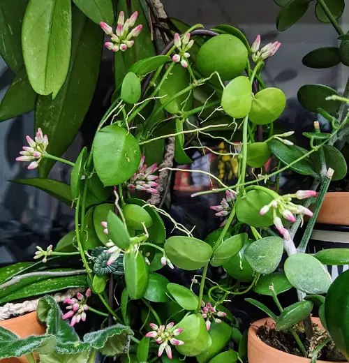 Requirements for Growing Dischidia Platyphylla