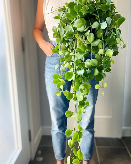 Dischidia Imbricata Care