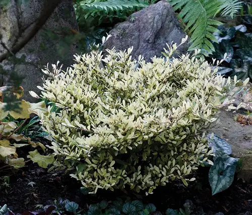 Top Types of Distylium
