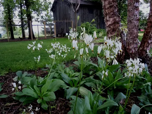 Plants to Grow Under Big Trees3