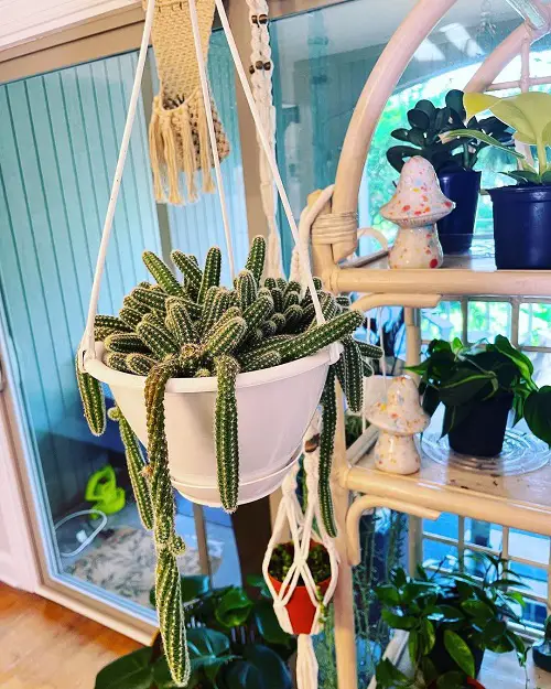 Dog Tail Cactus Care