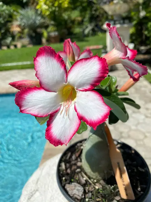 Types of Desert Rose Varieties 
