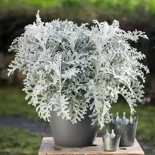 grey flowers in pot 