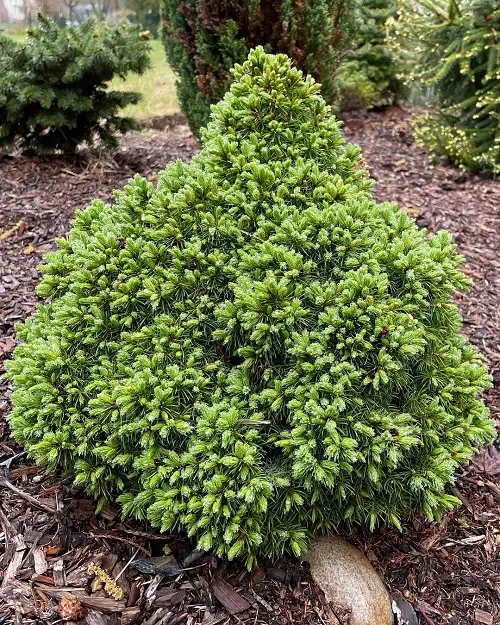 lovely Best Low Maintenance Evergreen Shrubs