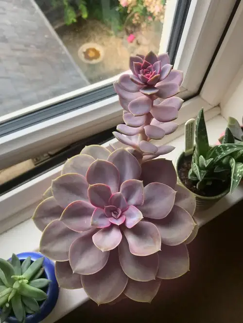 plants featuring green and purple leaves 3
