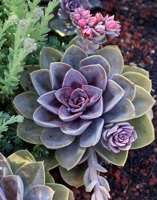 plants with purple and green leaves in garden 