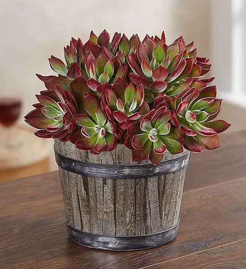 top Best Succulent Plants for Barrels
