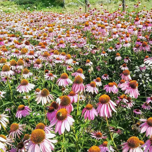 Companion Plants For Red Hot Poker Plant