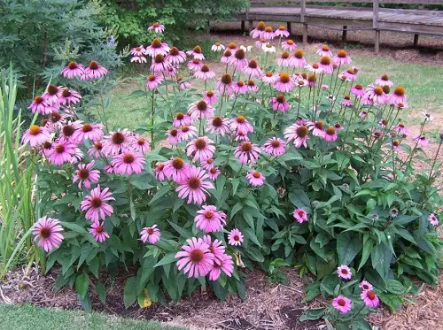Flowers that Come Back Every Year 2