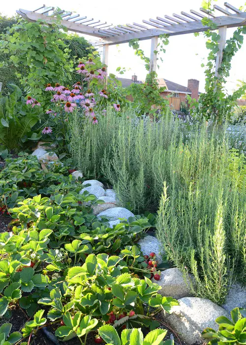 Rosemary Companion Plants coneflower