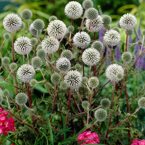 Gray Flowers grow