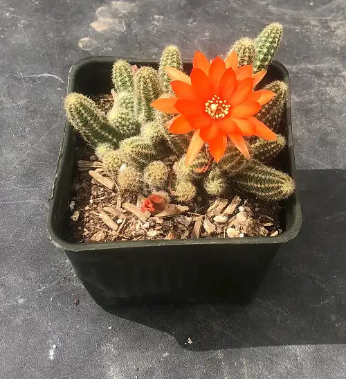 Most Stunning Orange Succulents in pot