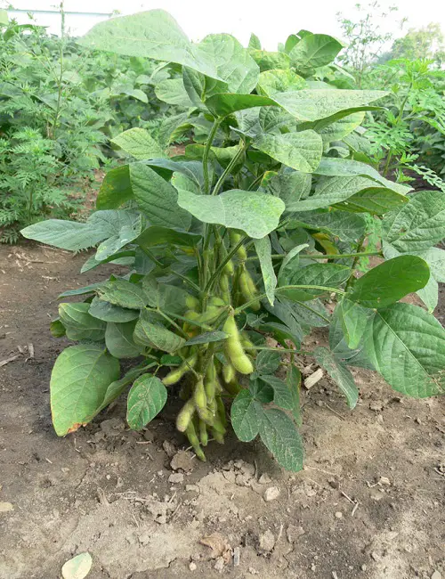 Best Vegetables that are Ready to Harvest
