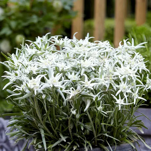 Edelweiss Flower Care