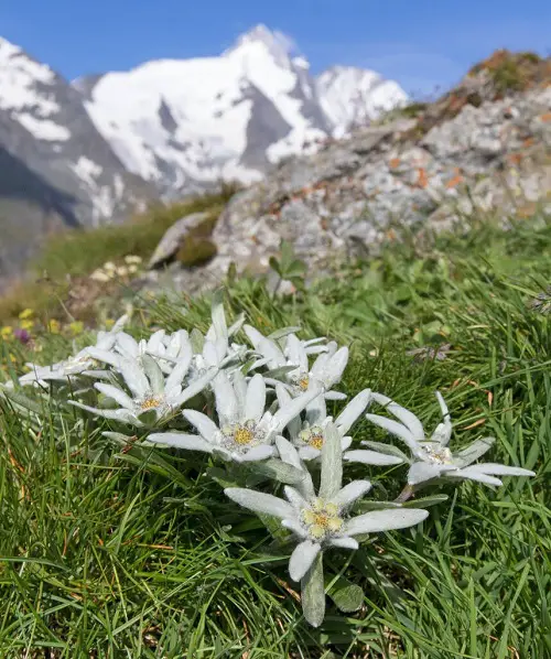 best Blooms Resembling Stars