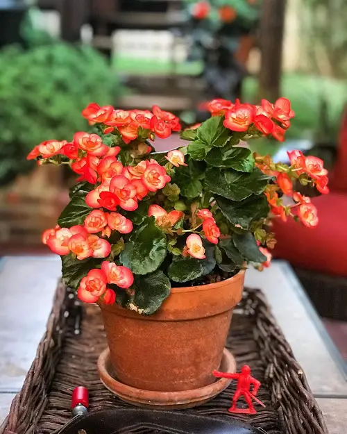 Requirements for Growing Elatior Begonia