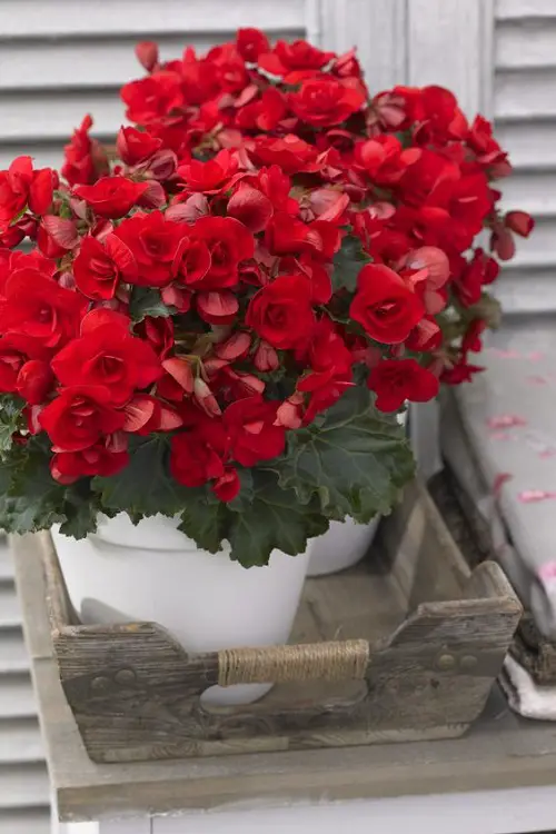 Requirements for Growing Elatior Begonia care