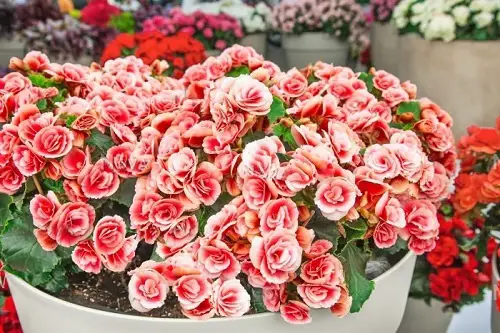 Elatior Begonia Information