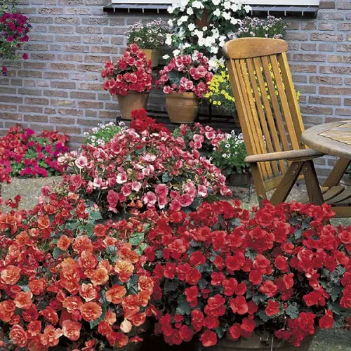 Elatior Begonia Care and Growing Guide