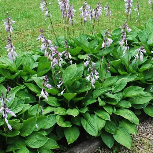 Hostas with Purple Flowers 2