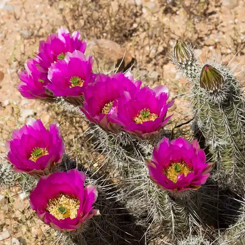 The most wonderful magenta flowers.